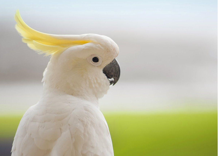 Update on Our Sick Moluccan Cockatoo: Ruling Out PDD