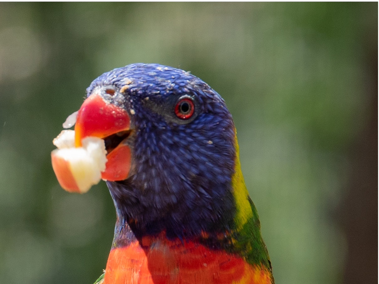 healthy bird feathers
