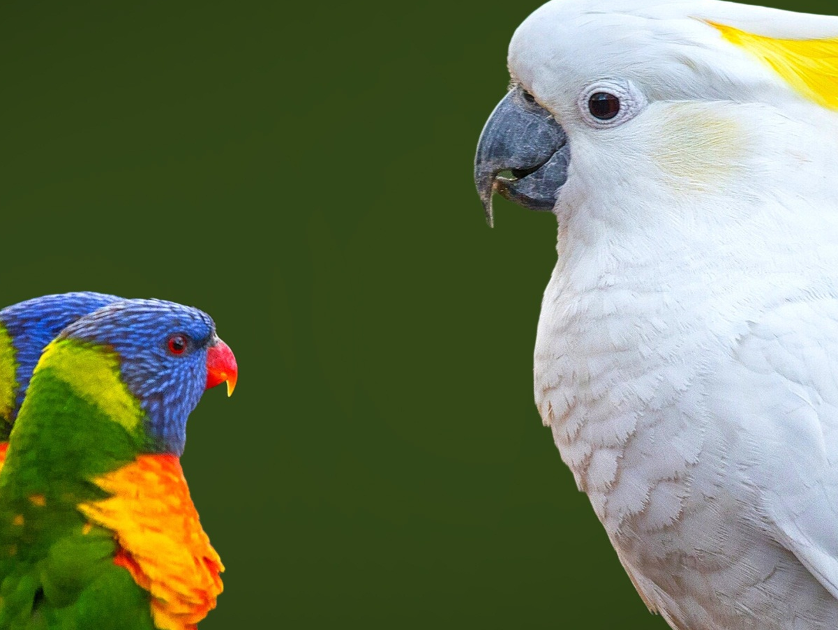 Tuesday Parrot Pictures - Help for Feather Picking Slideshow