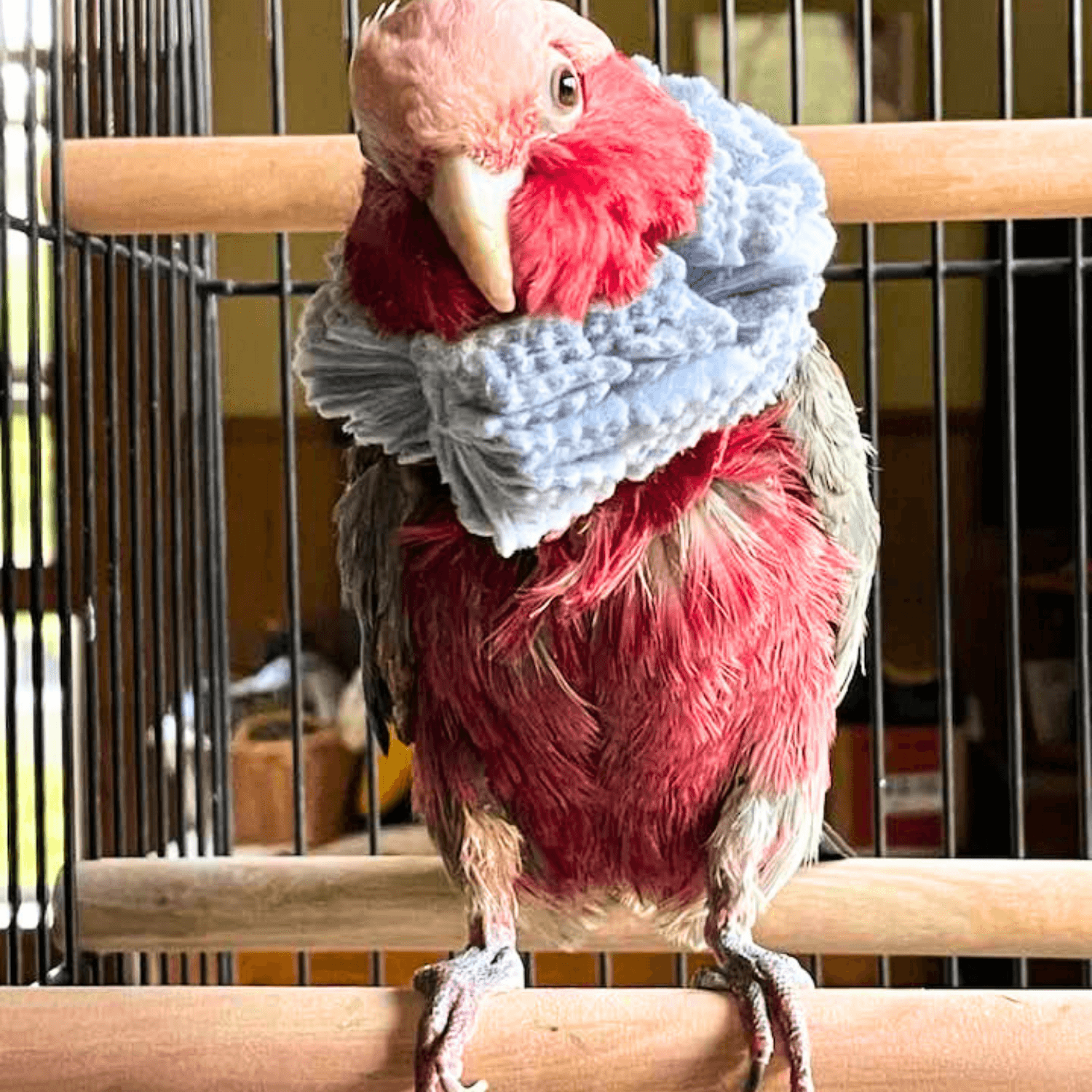 Chicky self-mutilating Parrot