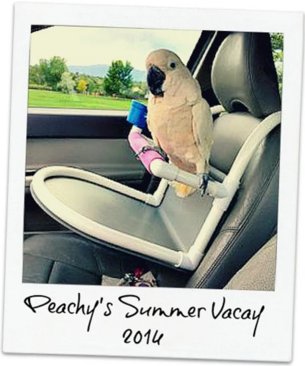 parrot travel