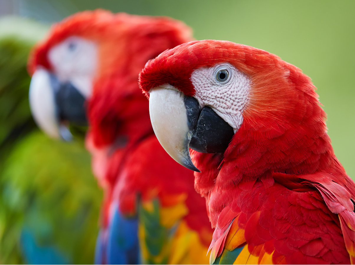 Is It Time to Bring Your Bird's Vitamin D Levels Up?