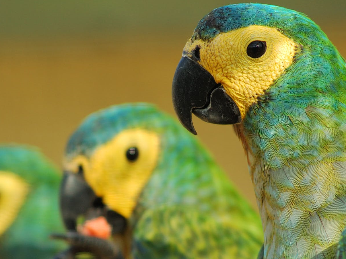 Parrotlet health care requiring first aid kit