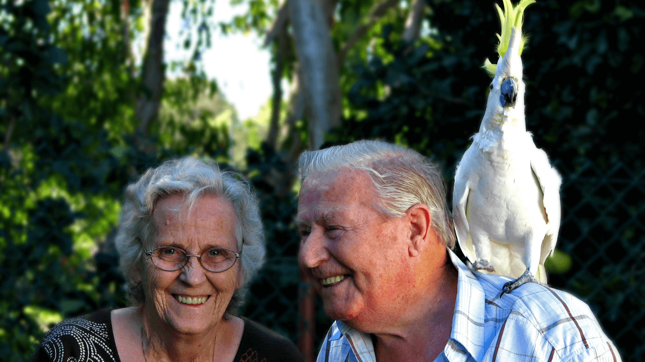 feather picking cockatoo