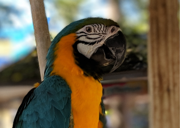 Road Trip With Parrots & Parrot Vacations