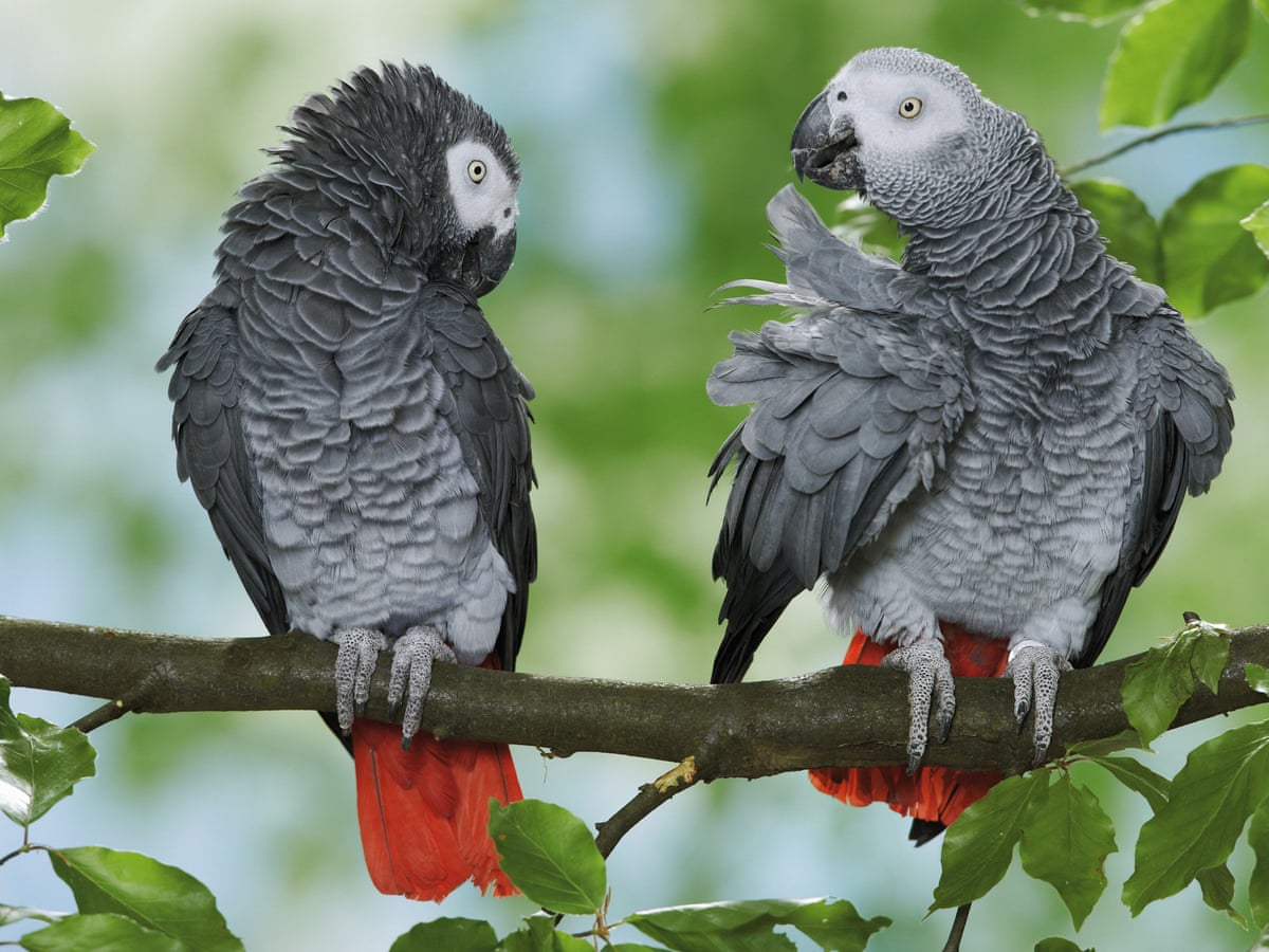 Self-Mutilating African Grey Parrot