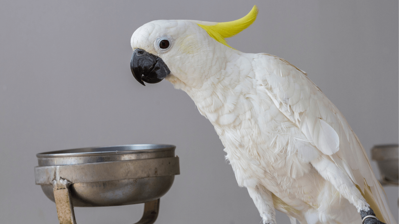 cockatoo food