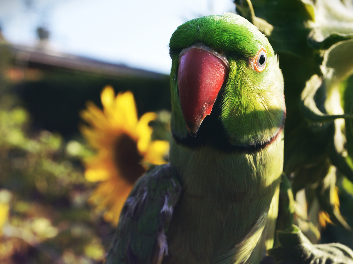 Why Your Parrot Needs Vitamin D