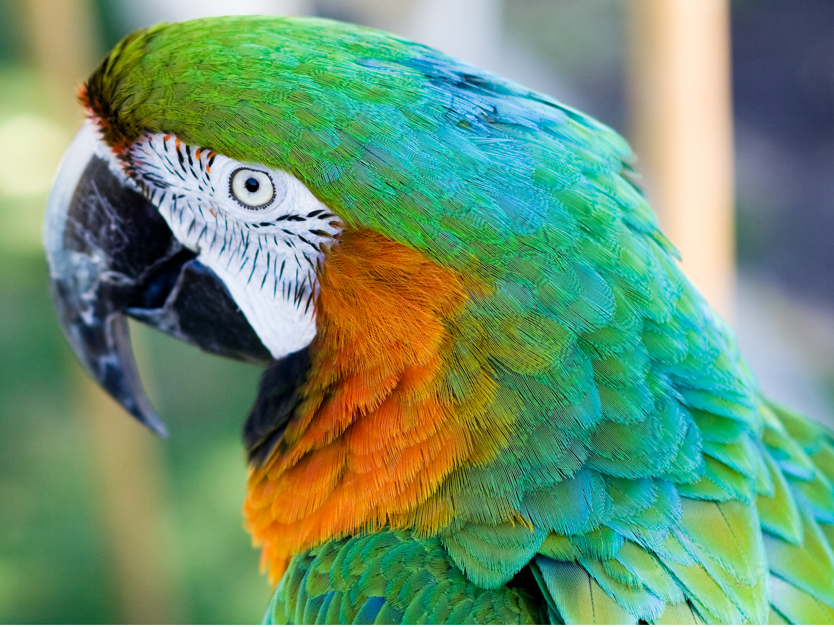 Learning to Read Parrot Body Language
