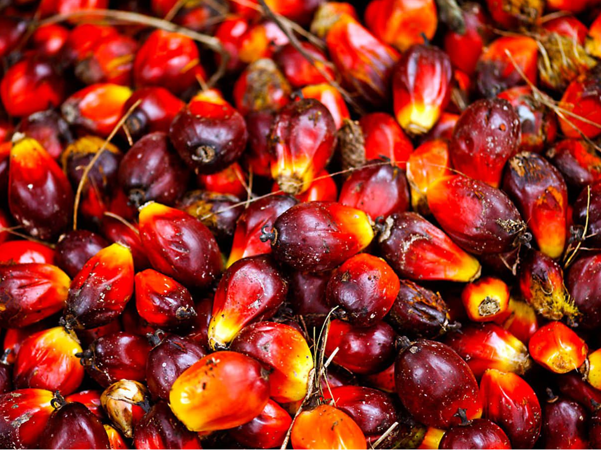 UnRuffledRx Red Palm Oil for bird's