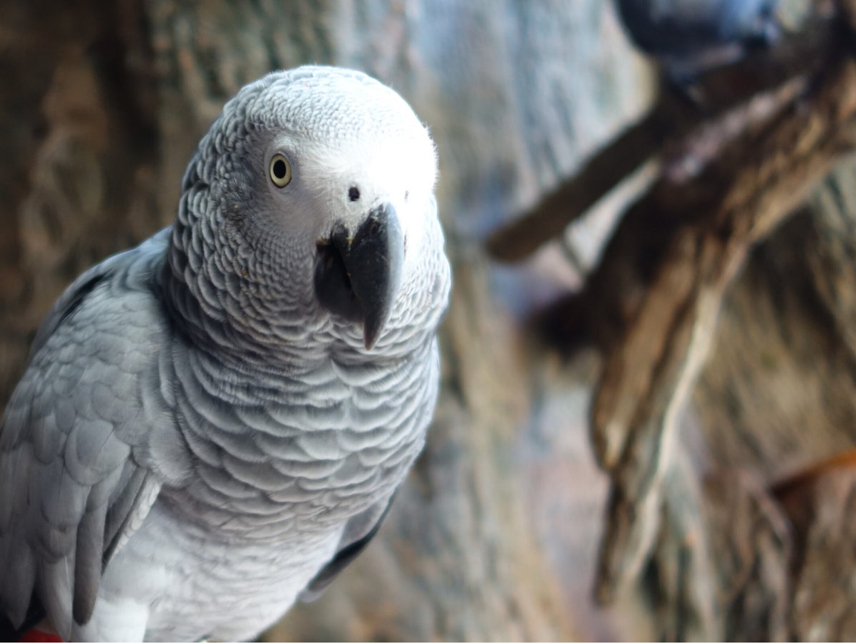 Iodine Deficiency in Parrots and Pet Birds