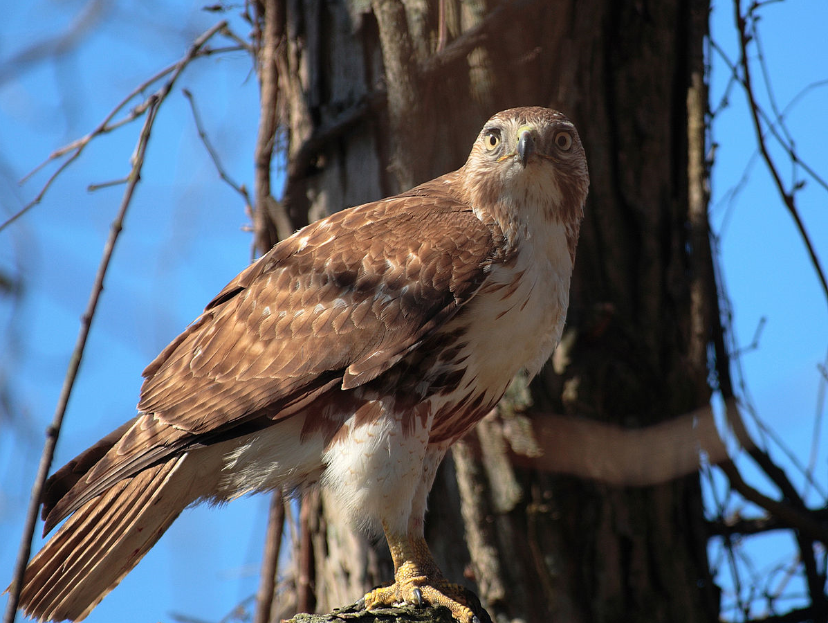 will red tail hawks attack small dogs