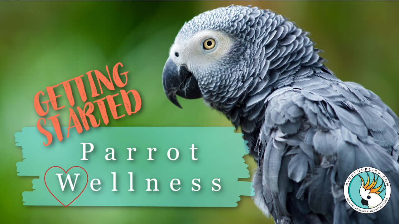 bird wellness