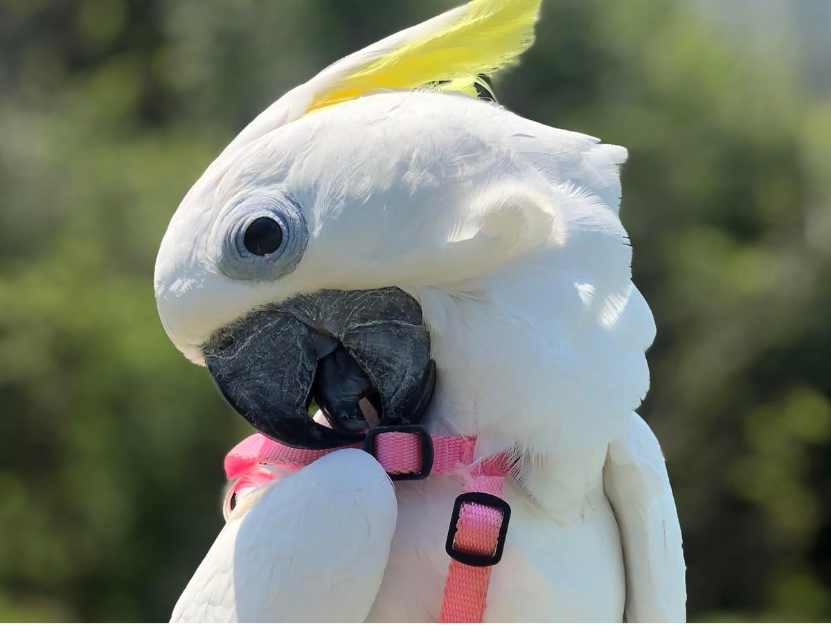 How To Train Your Parrot to Wear a Bird Harness