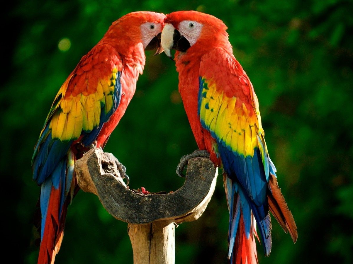 Parrot Kissing