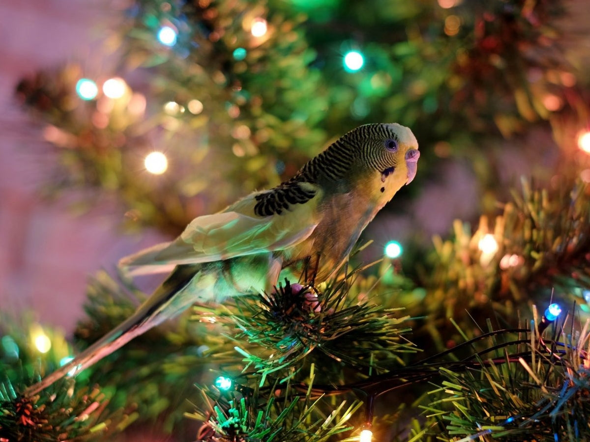 Stress-free holiday tips for birds