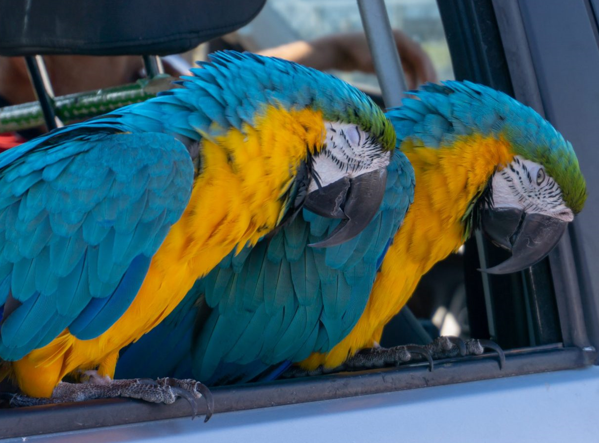 parrot carrier tips and tricks