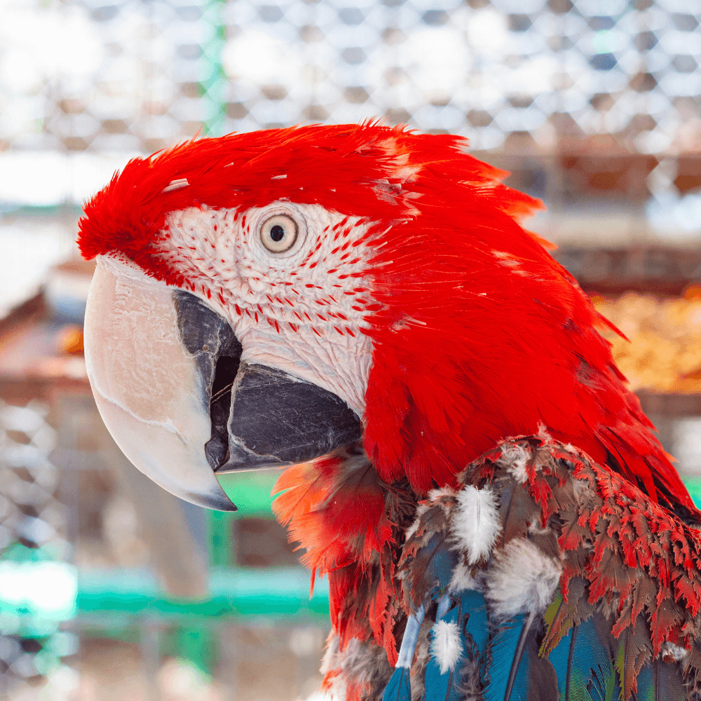 Feather growth