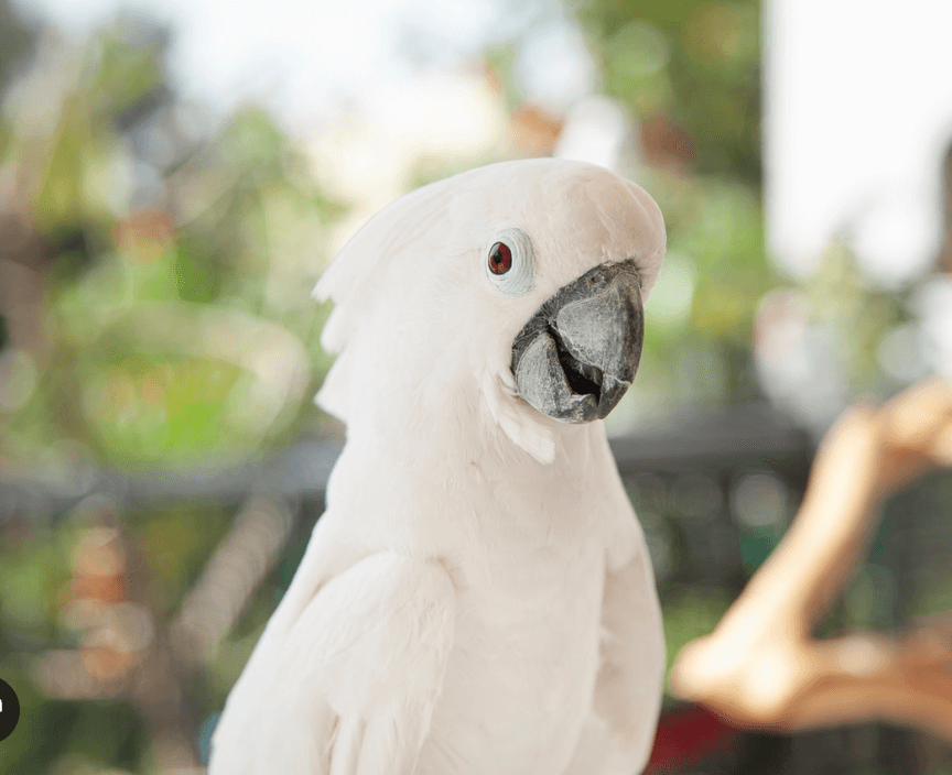 scared parrot