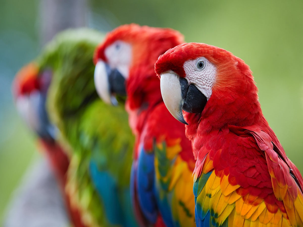6 Things I Learned From My Parrot