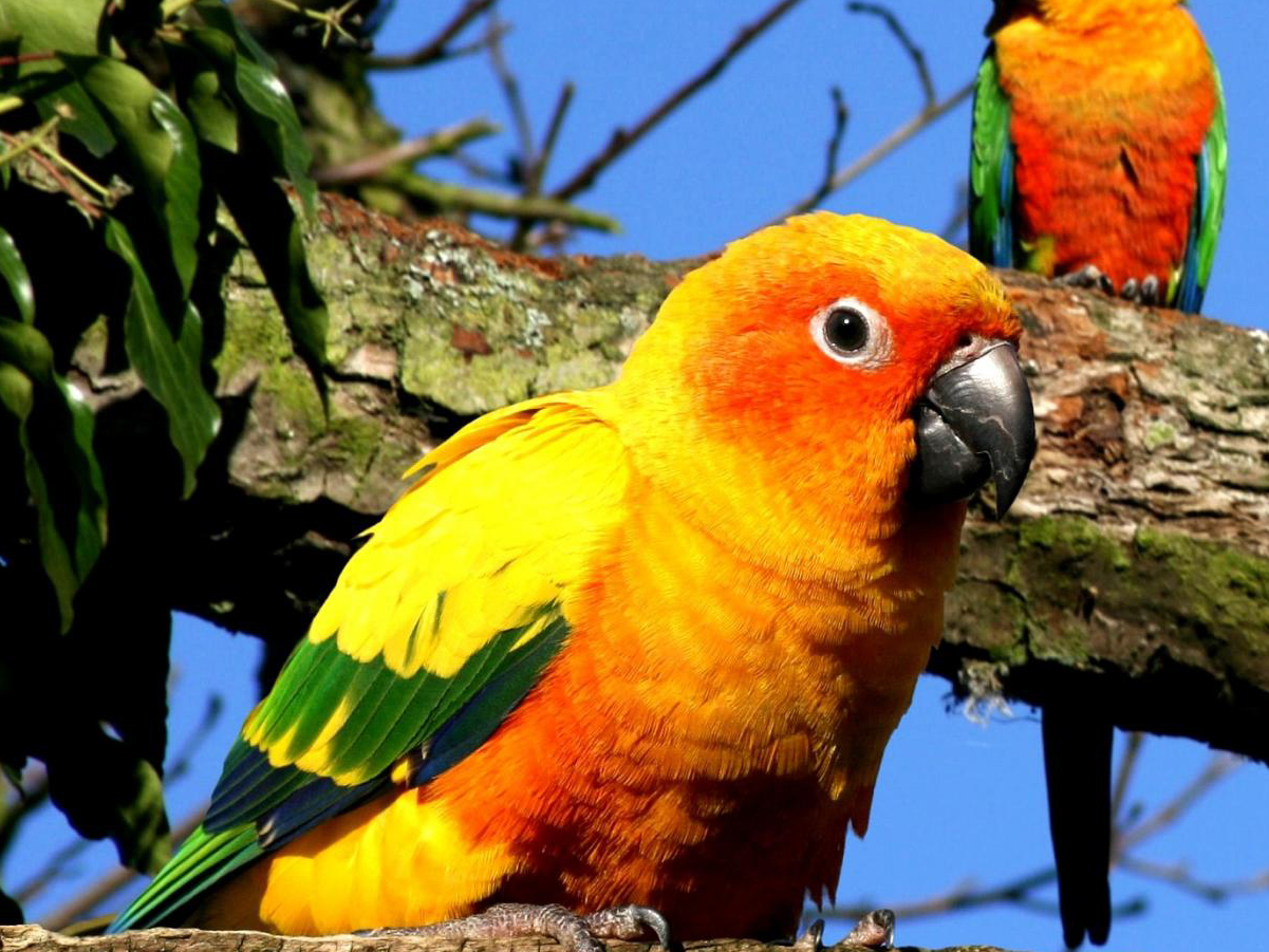 How Parrot Wellness Improves bird behavior