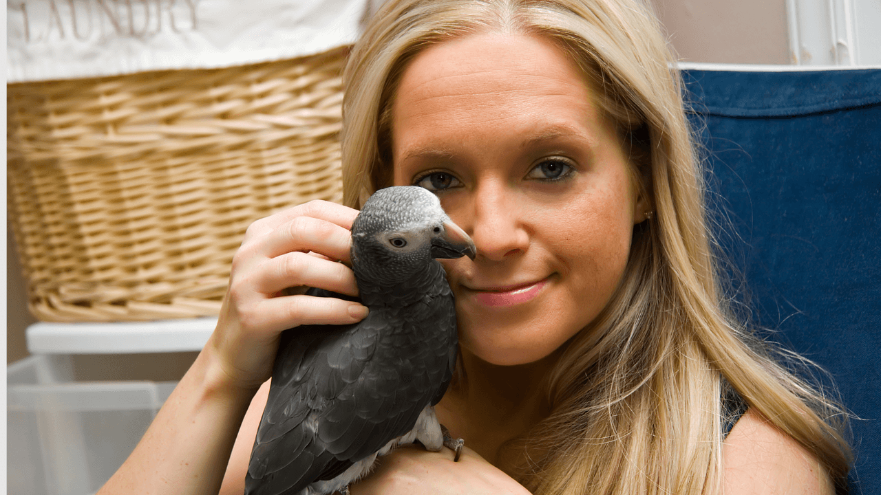 African grey diet