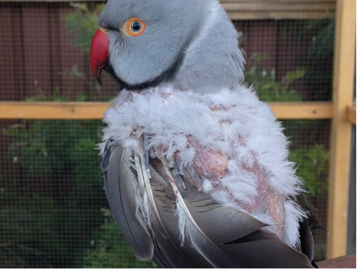 Why Do My Bird s Feathers Look Bad Improving Feather Health