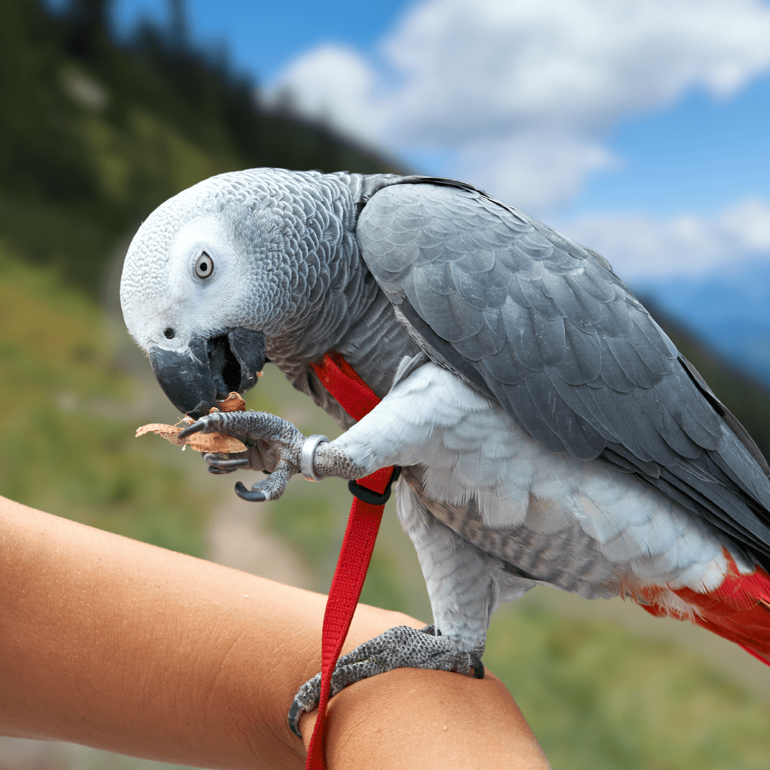 parrot enrichment