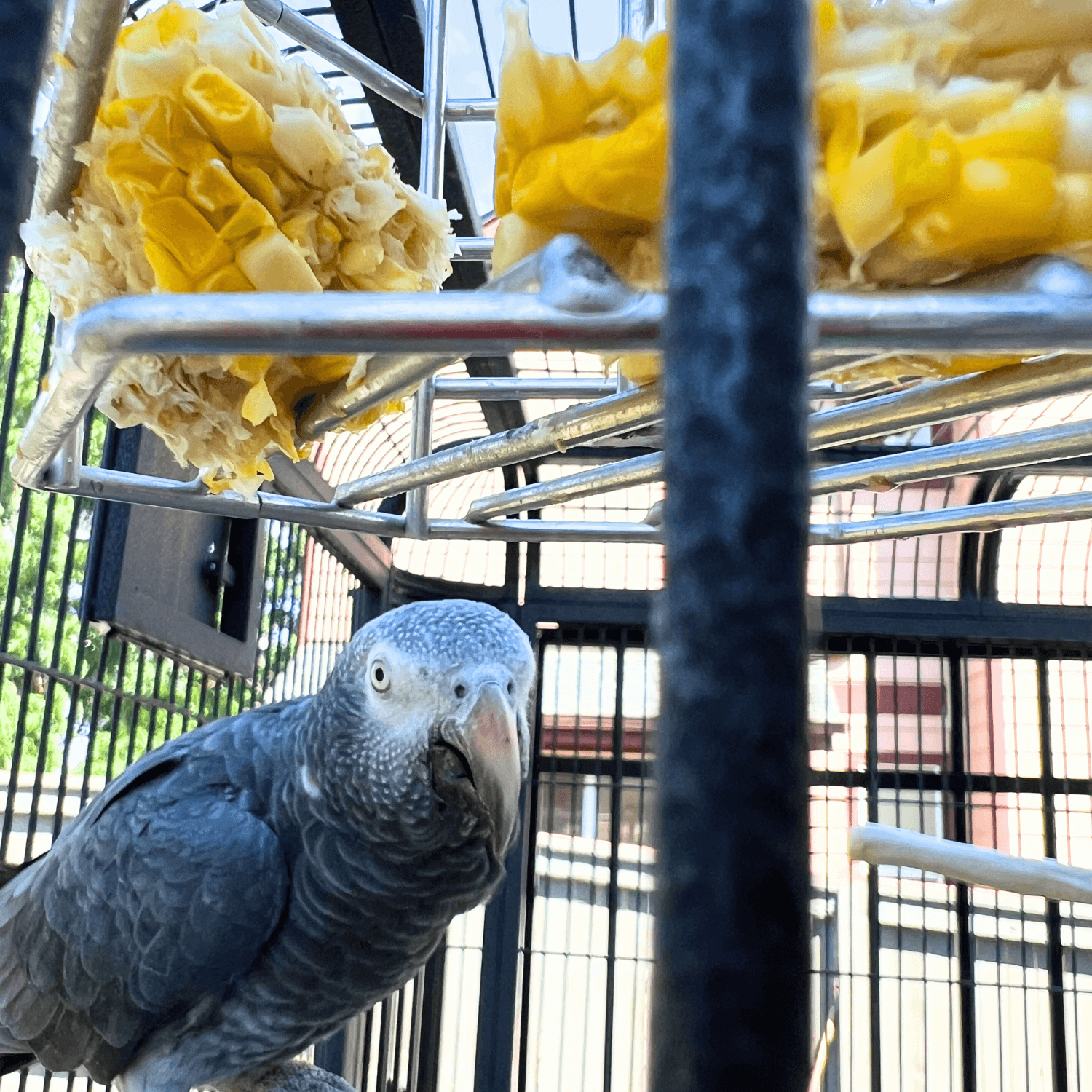 Timmy With a Foraging Toy