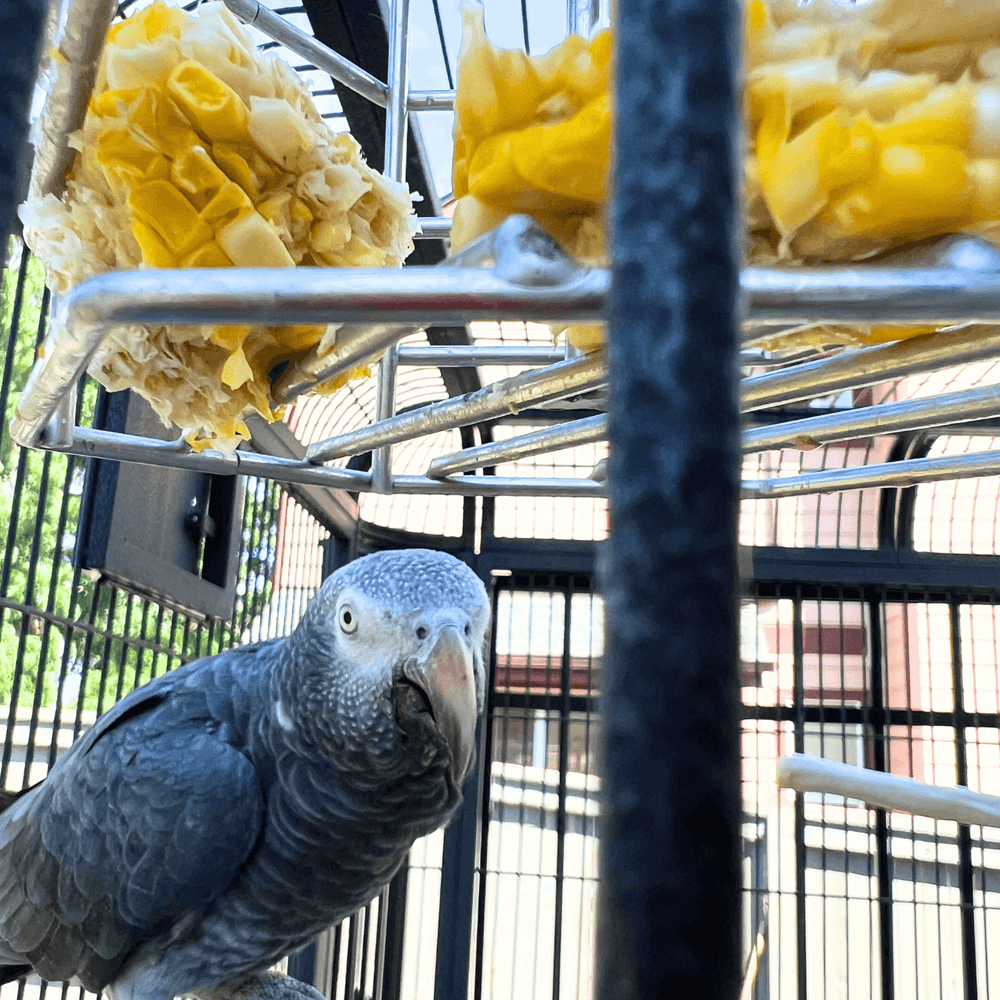 Ultimate Guide to Safe Bird Toys for Your Pet Bird