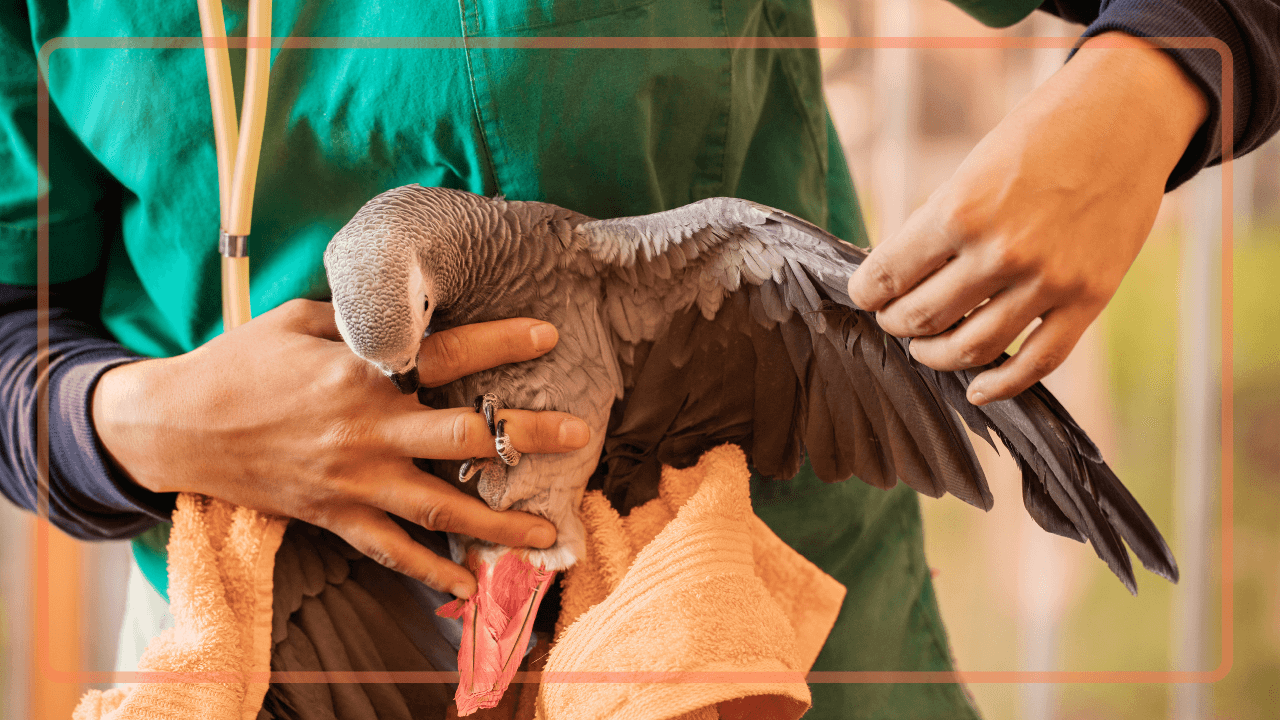 how to towel train a bird