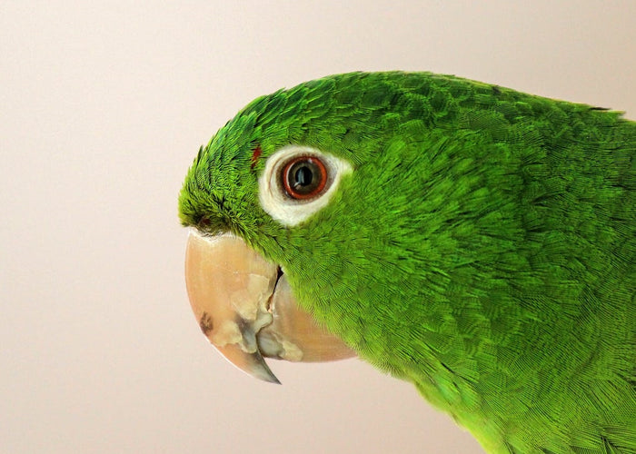 8 Ways to Tell if Your Parrot is Sick and What To Do About It