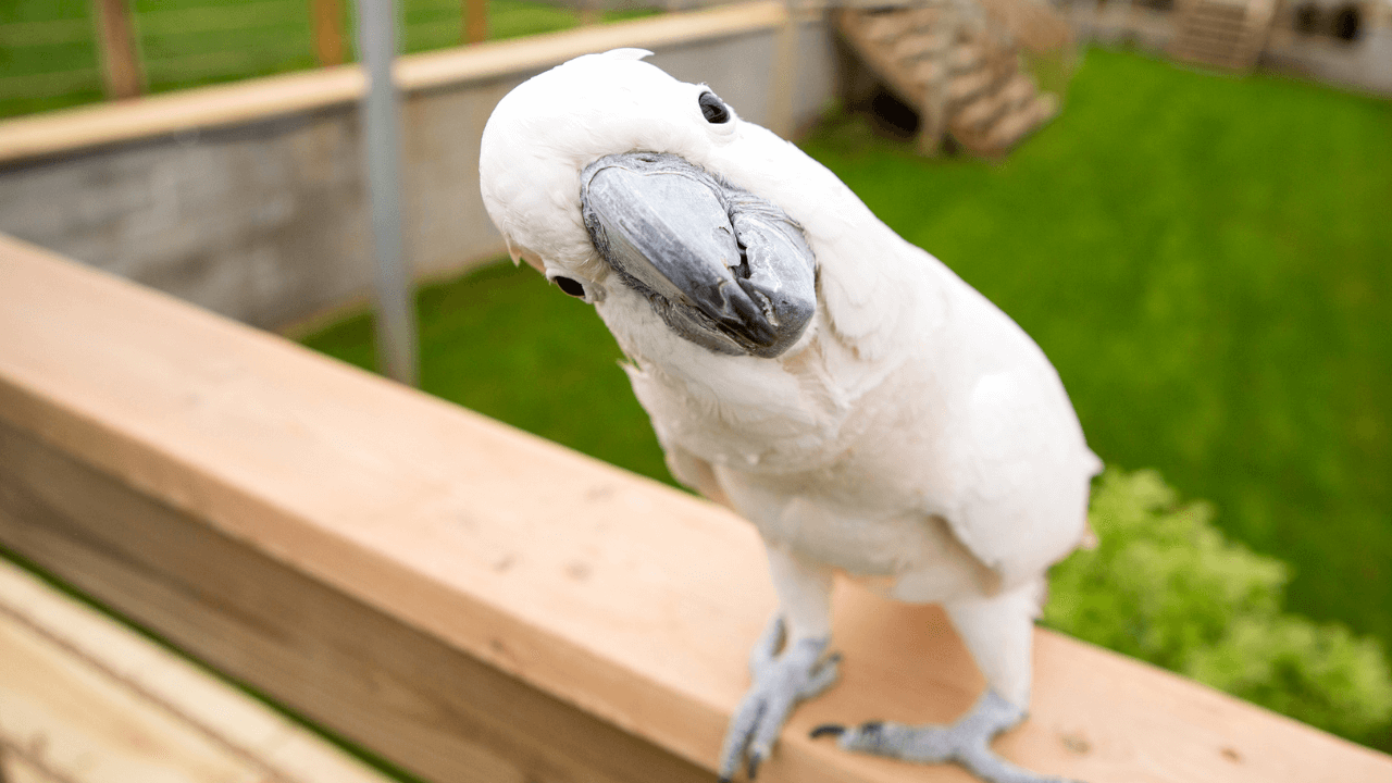 cockatoos as pets