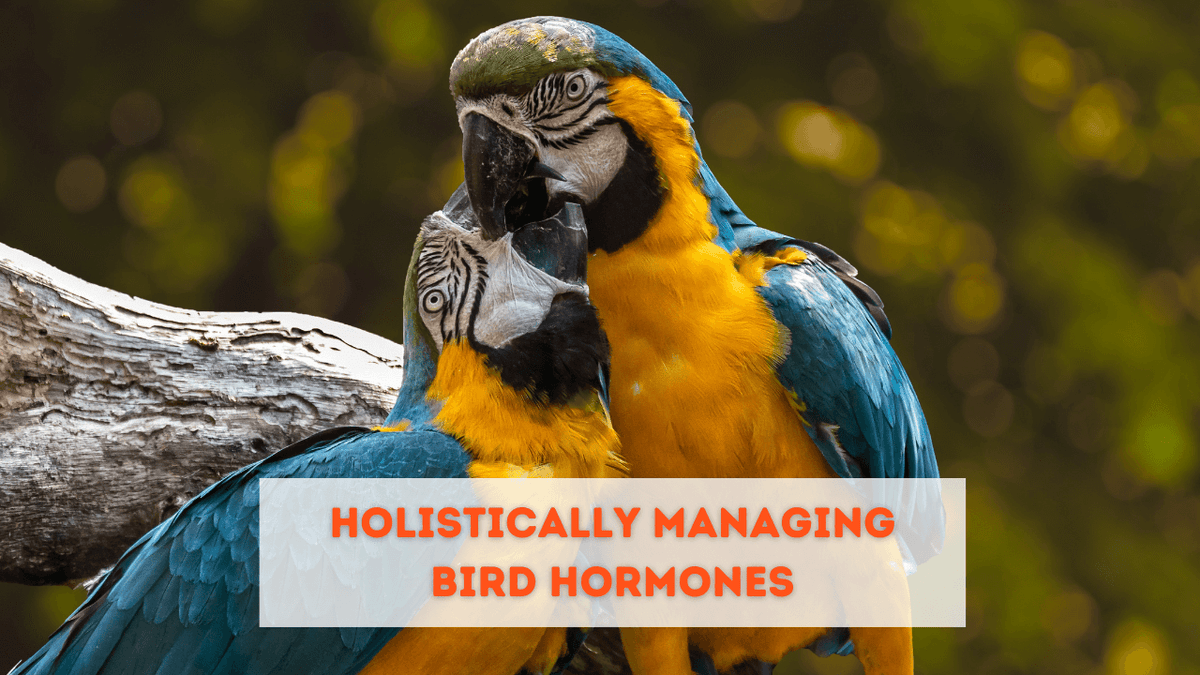How to Stop Hormonal Behavior in Birds: Effective Tips That Work