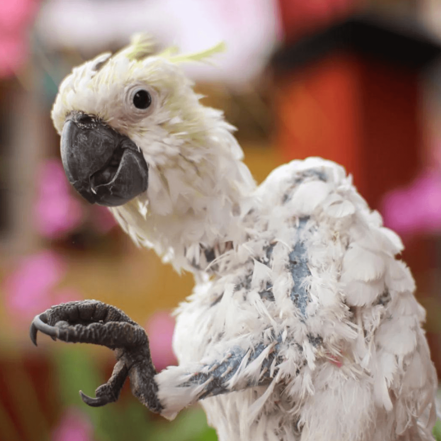 feather plucking remedies