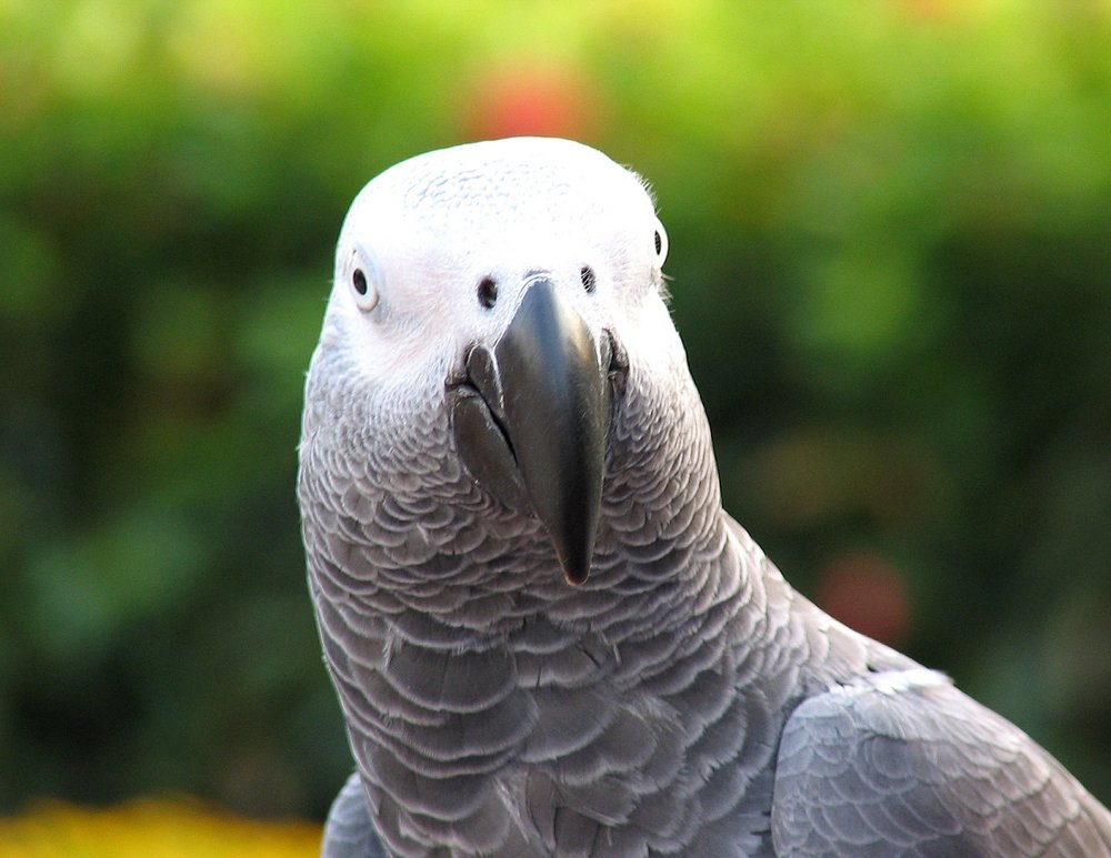 African Grey parrot in sunlight – benefits of full-spectrum lighting for birds