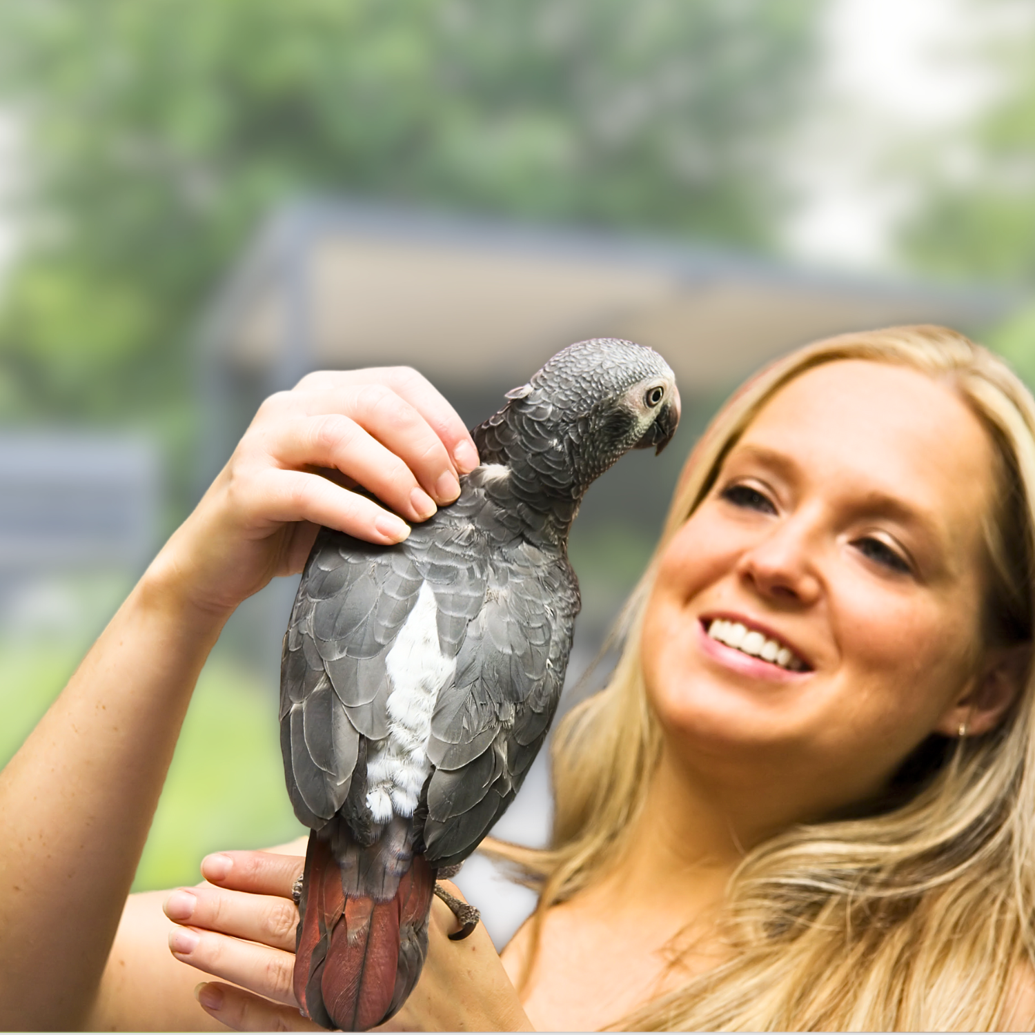 African Grey Enrichment