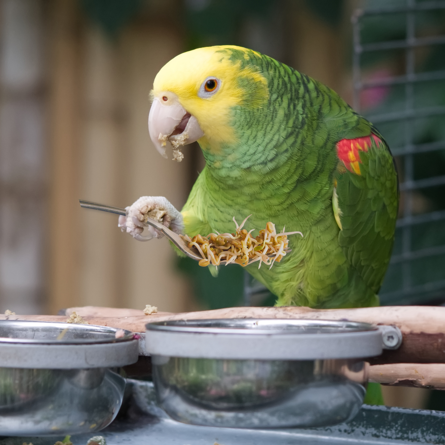 bird eating sprouts