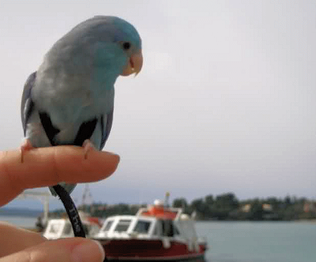 This Blue Parrotlet enjoying harness training