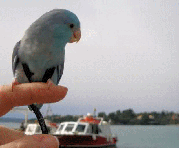 Parrots Going Back To School: Parrot Training