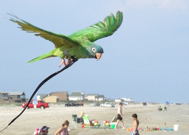 How a Bird Harness Can Enrich Your Bird's Life