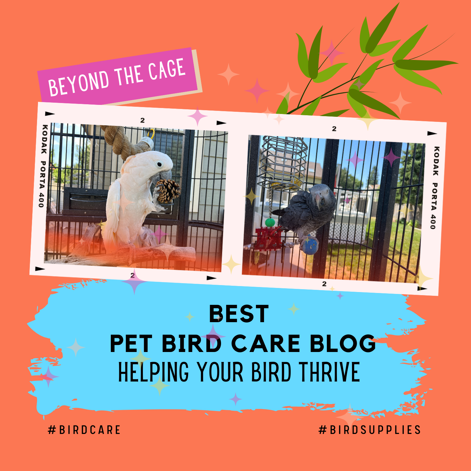 best pet bird care blog