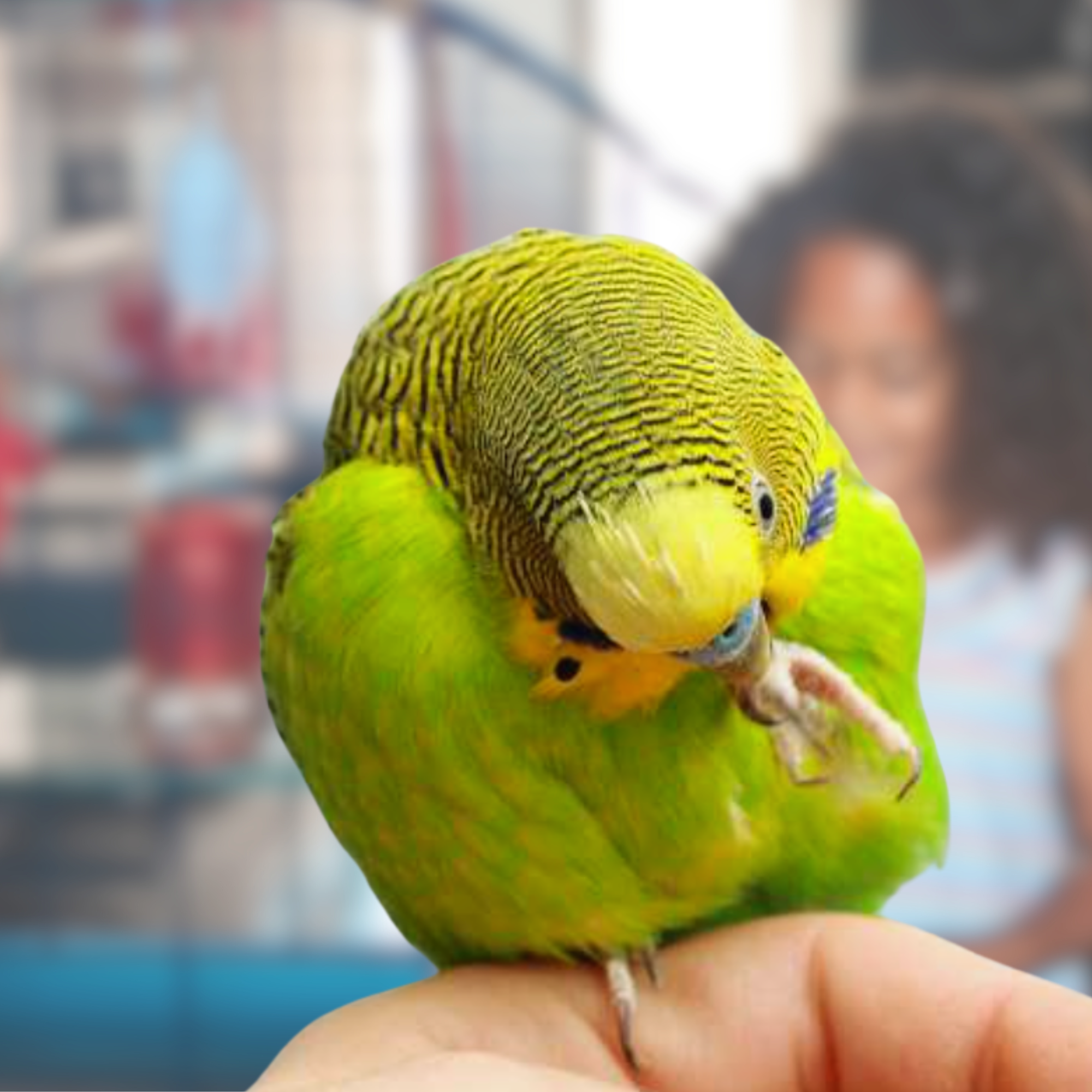 bird biting own feet