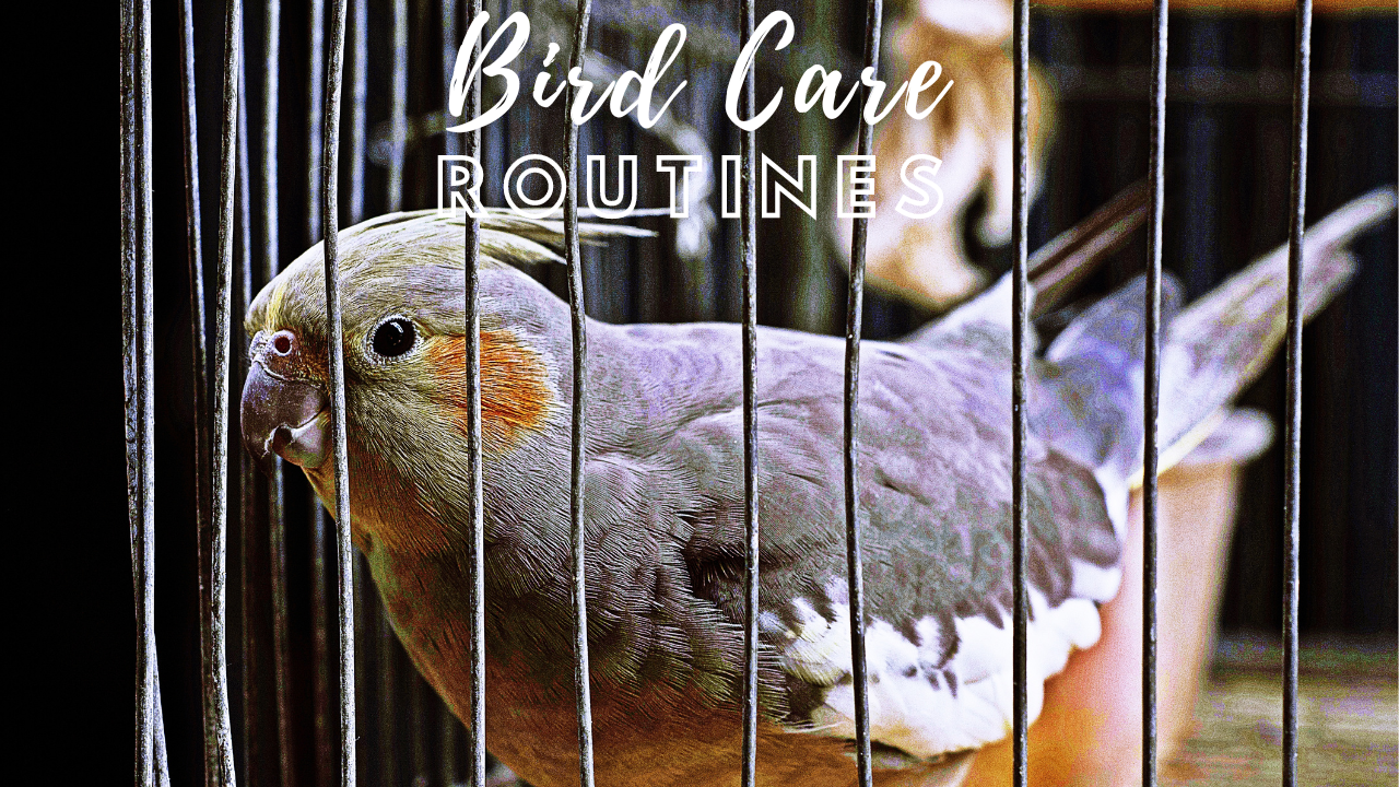 bird care routines