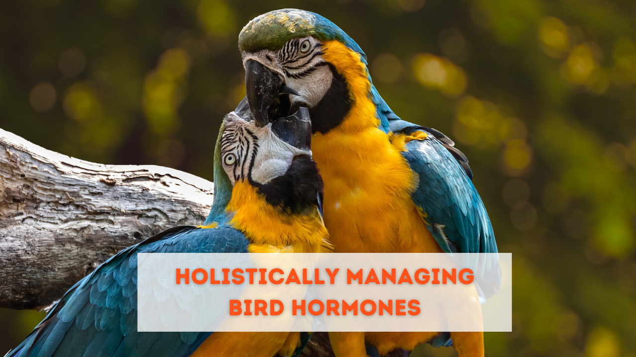Holistically Managing Bird Hormones