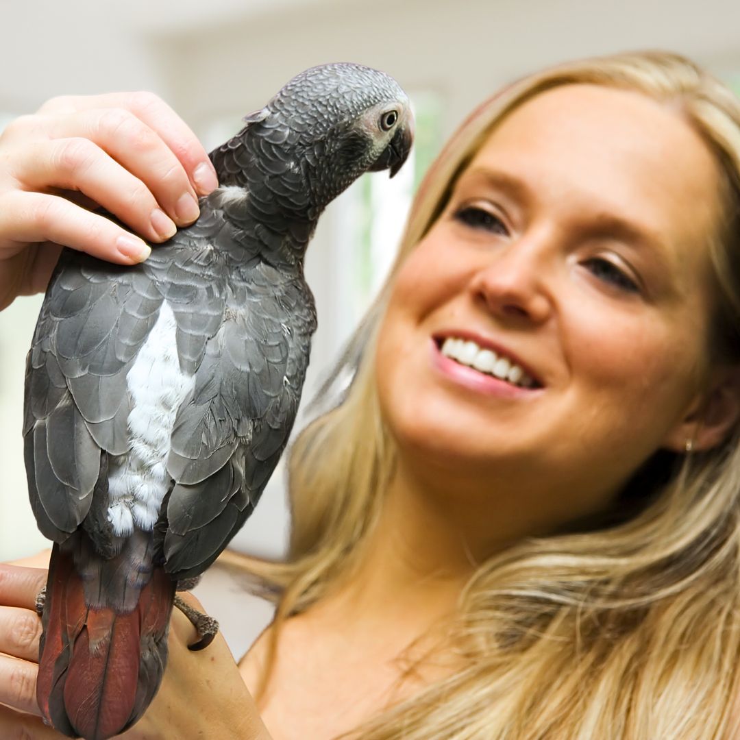 Parrot showing emotions – guide to understanding bird feelings and building a stronger bond