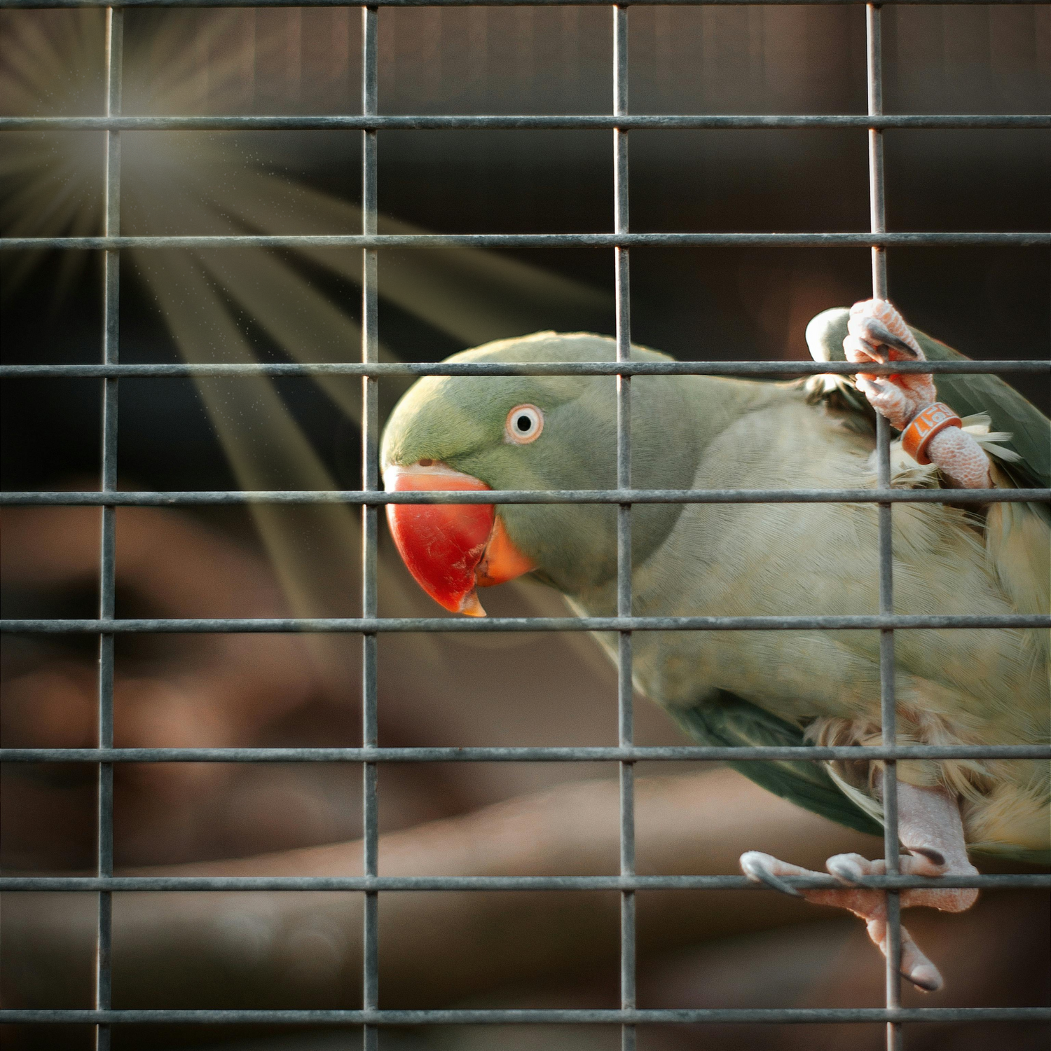 Avoiding Bird Heat Stroke