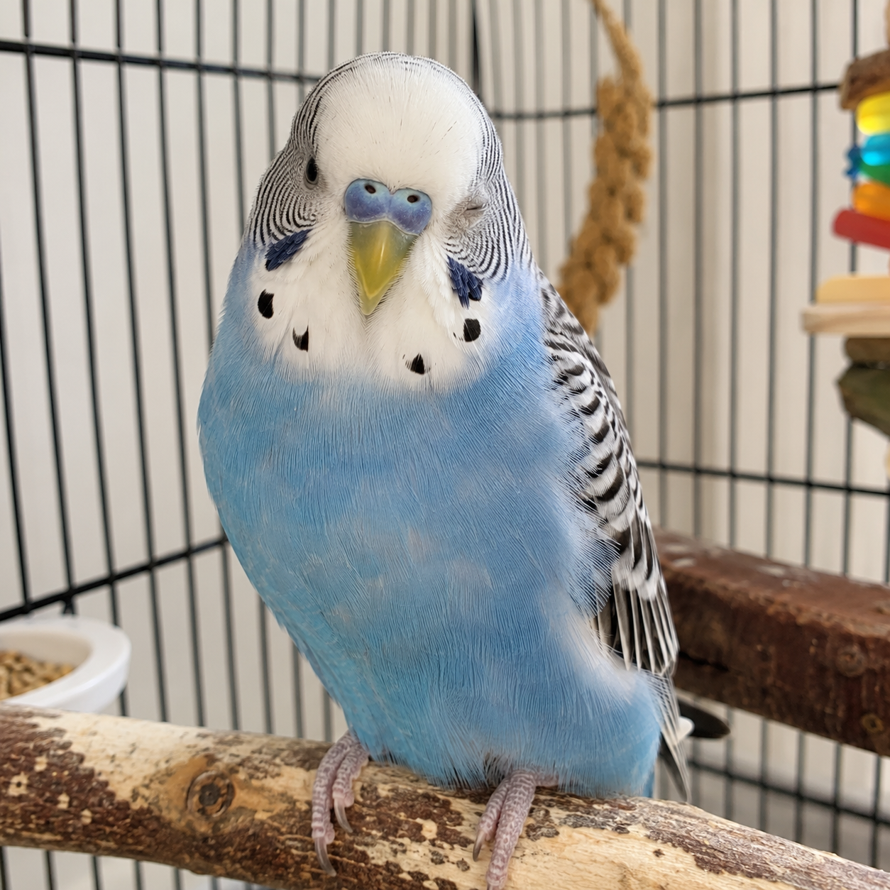 Blue budgie perched inside its cage with its right eye closed