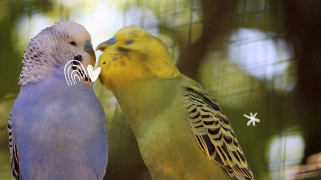 Bonded Parakeets