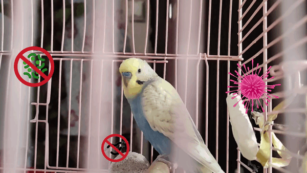 Pest Control for Parrots
